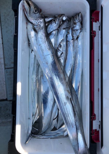 フィッシング キッタカ 釣果