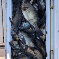 フィッシング キッタカ 釣果