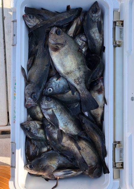 フィッシング　キッタカ 釣果