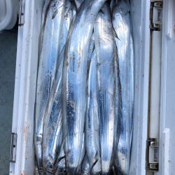 フィッシング キッタカ 釣果