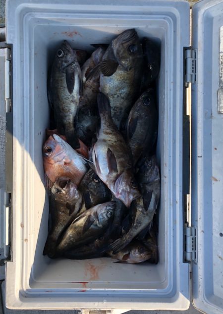 フィッシング キッタカ 釣果