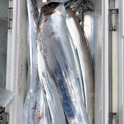 フィッシング キッタカ 釣果