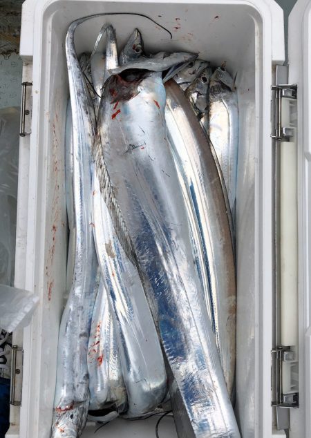 フィッシング キッタカ 釣果