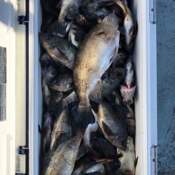 フィッシング キッタカ 釣果