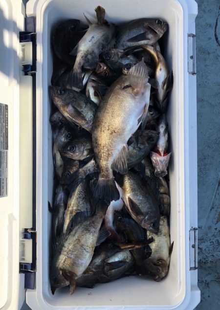 フィッシング キッタカ 釣果