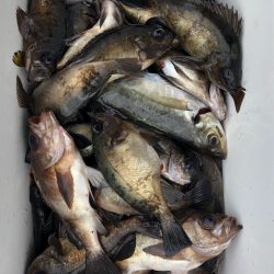 フィッシング キッタカ 釣果