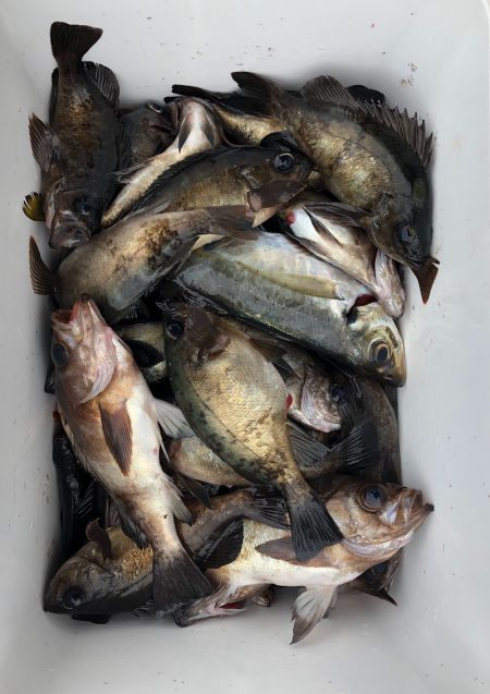 フィッシング キッタカ 釣果