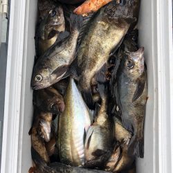 フィッシング キッタカ 釣果