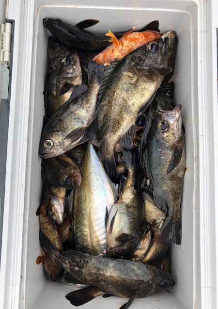 フィッシング キッタカ 釣果