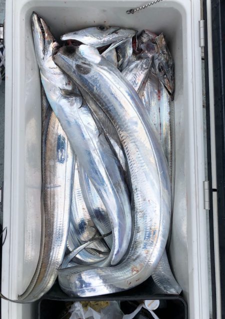 フィッシング キッタカ 釣果