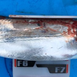 フィッシング キッタカ 釣果