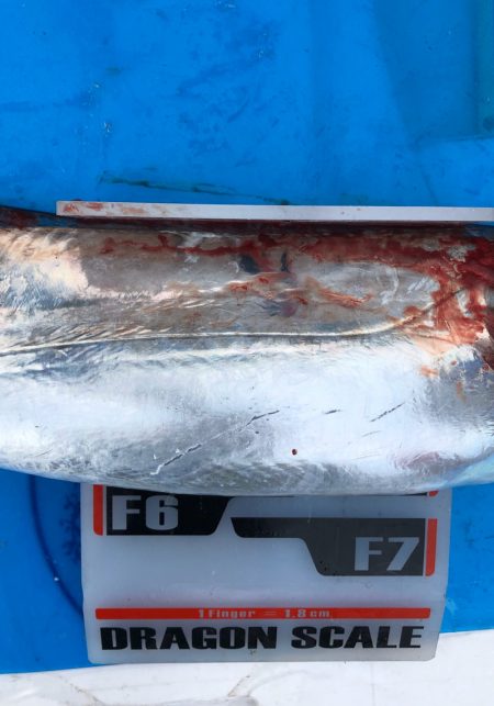 フィッシング キッタカ 釣果