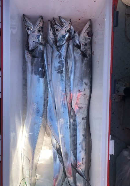 フィッシング キッタカ 釣果