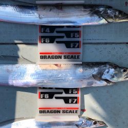 フィッシング キッタカ 釣果