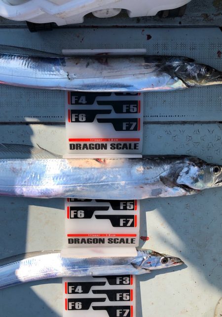 フィッシング キッタカ 釣果