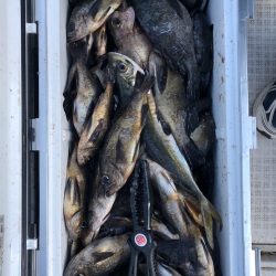 フィッシング キッタカ 釣果