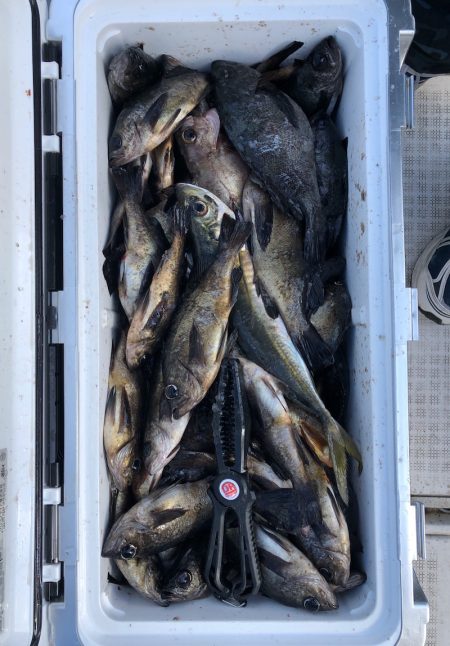 フィッシング キッタカ 釣果