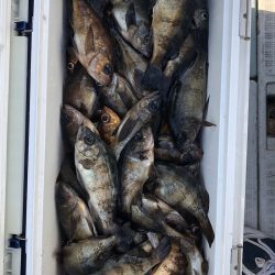 フィッシング　キッタカ 釣果