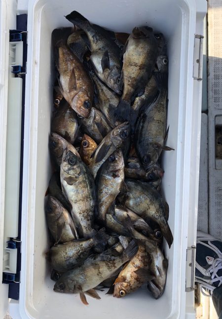 フィッシング　キッタカ 釣果