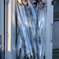 フィッシング キッタカ 釣果