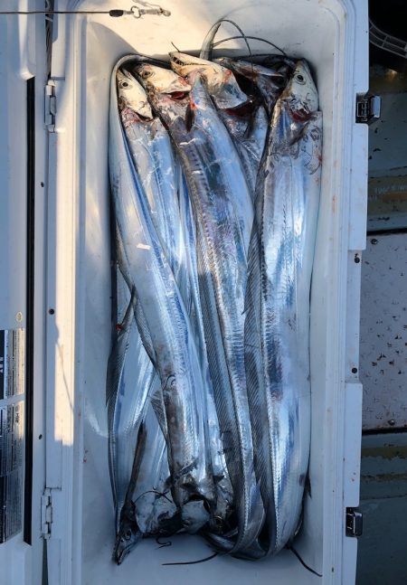 フィッシング キッタカ 釣果