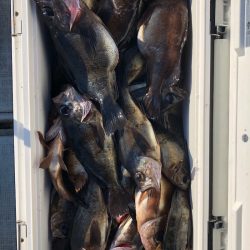 フィッシング キッタカ 釣果