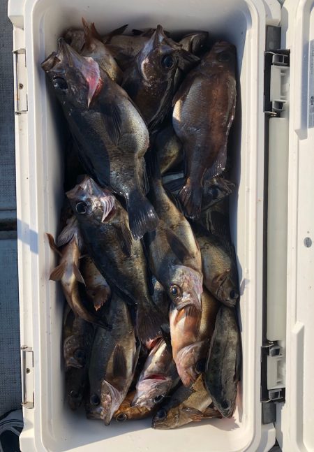 フィッシング キッタカ 釣果