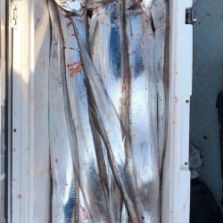 フィッシング キッタカ 釣果