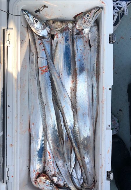 フィッシング キッタカ 釣果