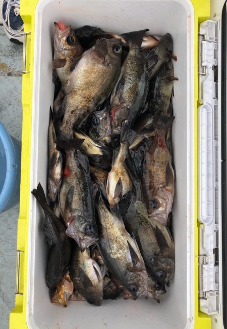 フィッシング　キッタカ 釣果