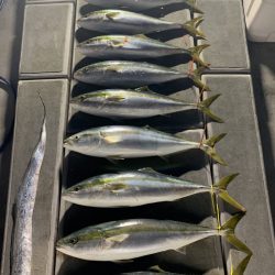 SeaRide(シーライド) 釣果