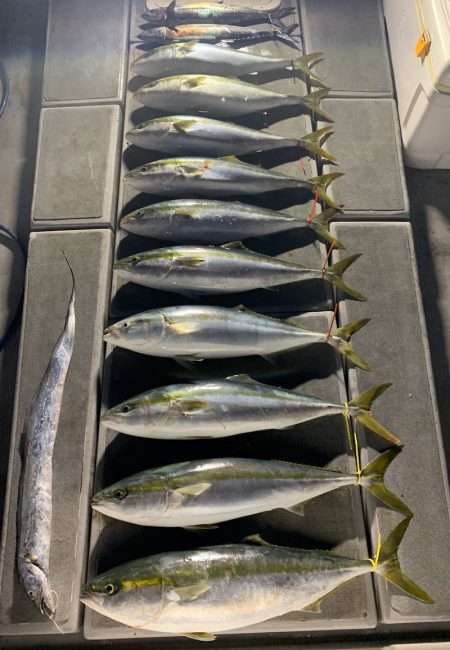 SeaRide(シーライド) 釣果