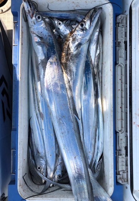 フィッシング キッタカ 釣果