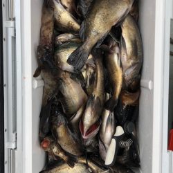 フィッシング　キッタカ 釣果