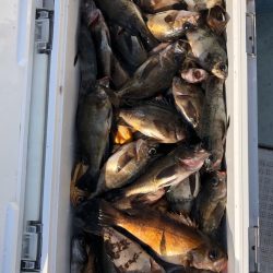 フィッシング キッタカ 釣果