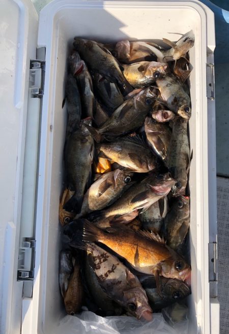 フィッシング キッタカ 釣果