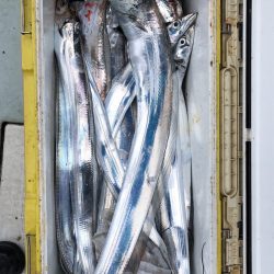 フィッシング キッタカ 釣果