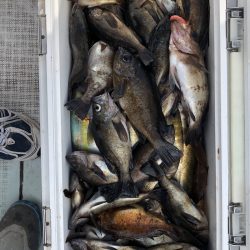 フィッシング　キッタカ 釣果