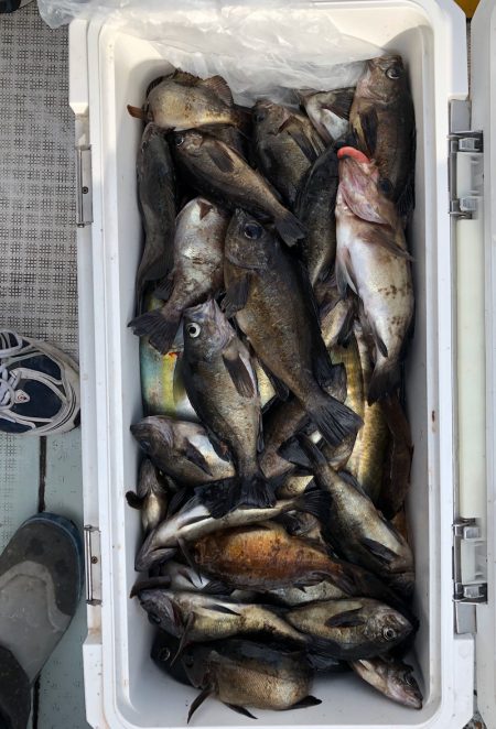 フィッシング　キッタカ 釣果