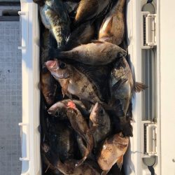 フィッシング キッタカ 釣果