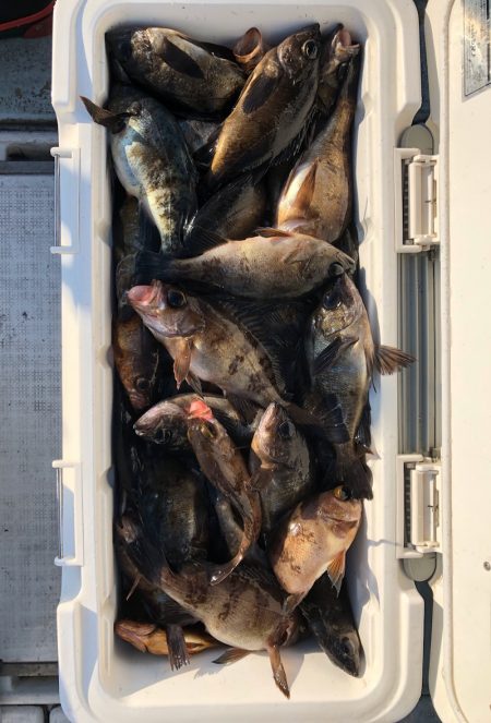 フィッシング　キッタカ 釣果