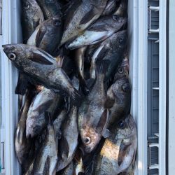 フィッシング キッタカ 釣果