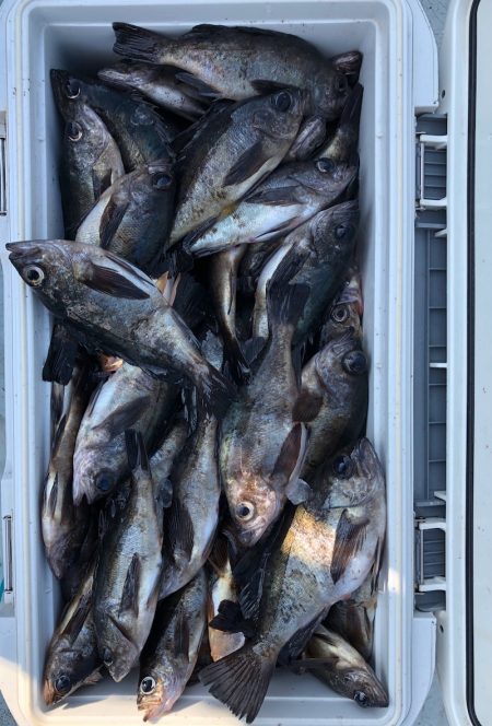 フィッシング　キッタカ 釣果