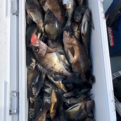 フィッシング キッタカ 釣果