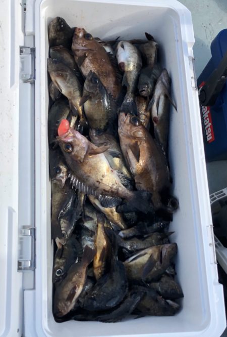 フィッシング キッタカ 釣果