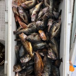 フィッシング キッタカ 釣果