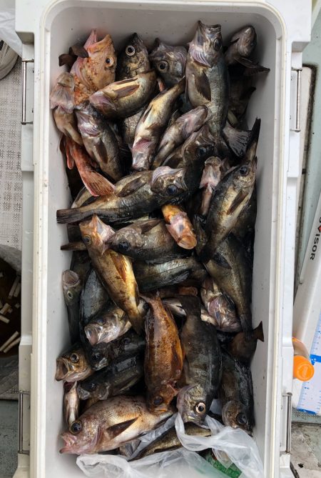 フィッシング キッタカ 釣果