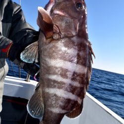 渡船屋たにぐち 釣果