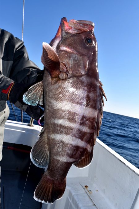 渡船屋たにぐち 釣果