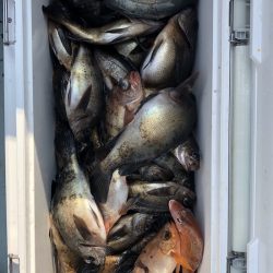 フィッシング キッタカ 釣果